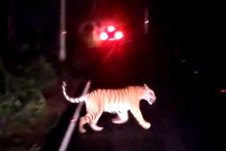 tiger wandering srisailam forest