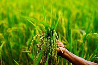 Rice Cultivation Issue, paddy cultivation problems in telangana, యాసంగిలో వరి సాగు