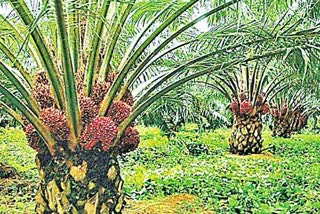 oil palm cultivation telangana 2021