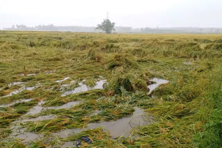 Karnataka suffers huge loss due to incessant rain as crops in over 4 lakh hectares land damaged