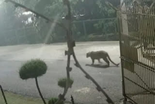 गाजियाबाद में तेंदुए की दहशत