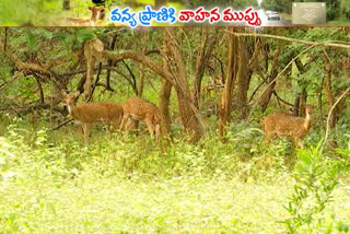 Threat to wildlife nallamala forest, Nallamala forest animals