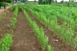 red gram crop facing lack of rain