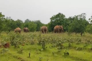 Elephant Fear : ପୁଣି କରଞ୍ଜିଆ ବନଖଣ୍ଡକୁ ଫେରିଲେ ୨୫ ଟିକିଆ ଝାଡ଼ଖଣ୍ଡି ହାତୀପଲ