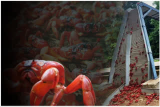 millions of crabs on Christmas Island in australia