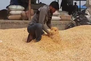 thousands of quintals of grain got wet