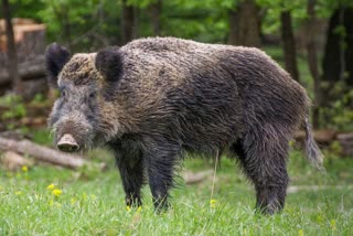 Declaration of Wild Boar as Vermin  Centre rejects Kerala's request  permission to cull wild boars  AK Saseendran  kerala forest minister  Union Environment Ministry  Bhupender Yadav  Wild boar attack  കാട്ടുപന്നിയെ ക്ഷുദ്രജീവിയായി പ്രഖ്യാപിക്കണം  കേരളത്തിന്‍റെ ആവശ്യം തള്ളി കേന്ദ്രം  കാട്ടുപന്നി ആക്രമണം  ഭുപേന്ദര്‍ യാദവ്  കേന്ദ്ര പരിസ്ഥിതി മന്ത്രി  എകെ ശശീന്ദ്രന്‍  വനംമന്ത്രി