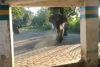 elephant panic people in kaladhungi