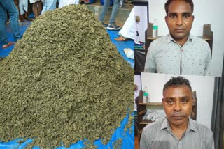 Marijuana  Marijuana hunt in malappuram  Marijuana Seized by pandikkad police  pandikkad police  കഞ്ചാവ്  മലപ്പുറത്ത് കഞ്ചാവ് പിടിച്ചു.  രാജസ്ഥാൻ സ്വദേശി