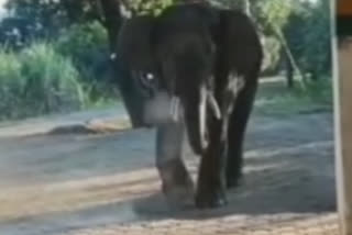 Elephant terror in Nainital