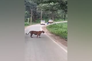 ಕಬಿನಿ ಹಿನ್ನೀರಿನ ರಸ್ತೆಯಲ್ಲಿ ಹುಲಿ ಪ್ರತ್ಯಕ್ಷ