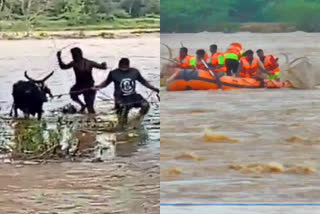 cow stuck in flood  cow recovered from flood  thirupattur cow recovered video  thirupattur news  ranipet cow stuck in flood  வெள்ளத்தில் சிக்கிய பசுக்கள்  திருப்பத்தூரில் வெள்ளத்தில் சிக்கிய பசுக்கள்  ராணிப்பேட்டையில் வெள்ளத்தில் சிக்கிய பசுக்கள்  வெள்ளத்திலிருந்து மீட்கப்பட்ட பசுக்கள்