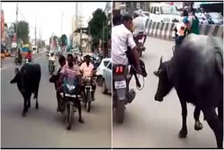 The mother buffalos affection that it thought had separated the calf!