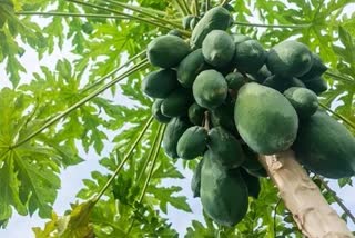 Kannur Kannapuram Woman Attacked Mother In Law  Papaya in house  Kannapuram Police  kannur news  Daughter in law  പപ്പായ തര്‍ക്കം അമ്മായിയമ്മ മരുമകള്‍ കണ്ണൂര്‍  കണ്ണപുരം  പപ്പായ കൃഷി  കണ്ണൂര്‍ വാര്‍ത്ത  കേരള പൊലീസ്