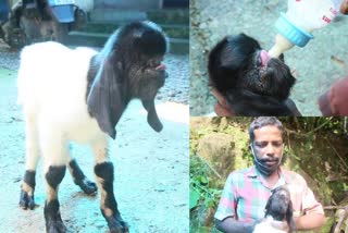 Lamb born with defects  areekkara  areekkara Lamb news  വൈകല്യങ്ങളോടെ ജനിച്ച ആട്ടിൻകുട്ടി  ആട്ടിൻകുട്ടി വാർത്ത  അരീക്കര  വൈകല്യമുള്ള ആട്ടിൻകുട്ടി  Defective lamb