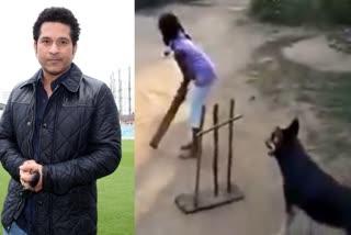 Sachin Tendulkar  Dog Playing Cricket  viral video of dog playing cricket  sachin tendulkar twitter  Twitter viral video  സച്ചിൻ ടെൻഡുൽക്കർ  ക്രിക്കറ്റ് കളിക്കുന്ന നായ  ക്രിക്കറ്റ് കളിക്കുന്ന നായ വീഡിയോ  സച്ചിൻ ട്വിറ്റർ