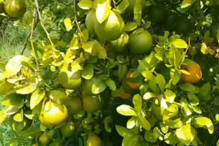 Unseasonal rain threat to orange crop in Chhindwara farmers worried