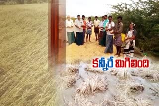 anathapuram-farmers-lossed-huge-crop-due-to-heavy-rains