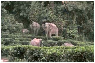 wild-elephants-roaming-at-barhampur