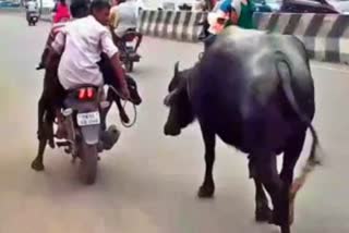 Watch Video: The mother buffalos affection that it thought had separated the calf!