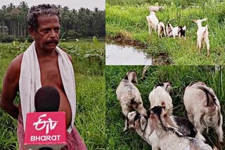 Goat Farming In Kozhikode  കൊവിഡ് പ്രതിസന്ധി  ആടുവളര്‍ത്തല്‍ മാവൂര്‍  കോഴിക്കോട് വാര്‍ത്ത  കേരള വാര്‍ത്ത  കര്‍ഷകര്‍ കാര്‍ഷിക നിയമം കേന്ദ്ര സര്‍ക്കാര്‍  Kozhikode News  Kerala news  Unemployment In Covid Crisis  Natives In Mavoor