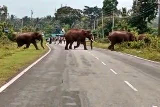 wild-elephants-destroy-crops-in-mysore-district