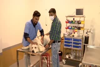 Gujarati man opens India's first veterinary ventilator hospital in Ahmedabad