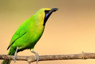 migrant birds in hoshangabad