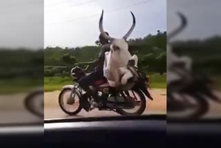 cow ride on bike video viral