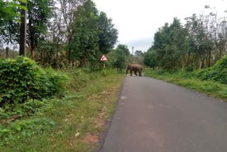 Elephant destroys crop at Subramanya