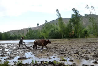 farmer