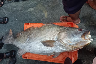 Udupi fisherman catch big Ghol fish, Ghol fish sell, Ghol fish rate, Malpe port, ಬೃಹತ್​ ಆಕಾರಕದ ಗೋಳಿ ಮೀನು ಹಿಡಿದ ಉಡುಪಿ ಮೀನುಗಾರರು, ಗೋಳಿ ಮೀನು ಮಾರಾಟ, ಗೋಳಿ ಮೀನು ಬೆಲೆ, ಮಲ್ಪೆ ಬಂದರು,