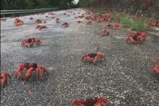 Millions of crabs paint Christmas Island red