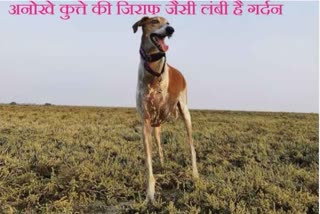 Anokha Kutta