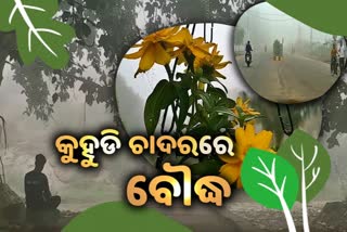 BOUDH WEATHER UPDATE: ପ୍ରକୃତି ରାଣୀର ଶୋଭା ବଢାଉଛି ଘନ କୁହୁଡିର ଚାଦର