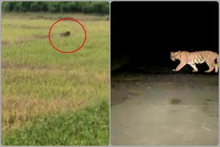 Tiger Roaming in Tekulapally