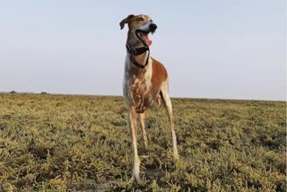 long neck dog Brody