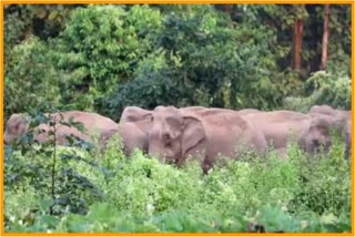 a-large-herd-of-wild-elephants-in-barampur-terrified-villagers