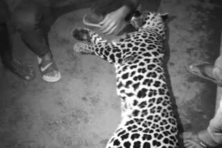 leopard-dead-at-duliajan-dibrugarh