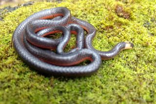 Castro Coral Snake