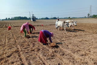 farmers-fear for-black-marketing-in-potato-cultivation-in