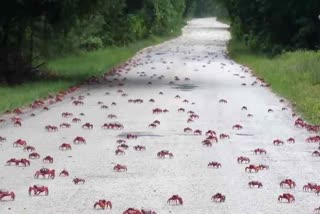 Millions of crabs paint Christmas Island red