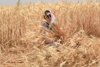 Pak informs India of allowing its territory to transport humanitarian wheat shipment to Afghanistan