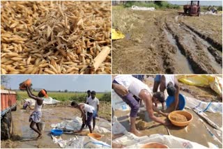 ಭತ್ತದ ಬೆಳೆ ಹಾನಿ, Paddy crop damage