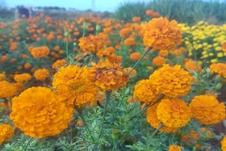 ಚೆಂಡು ಹೂವು, Marigold