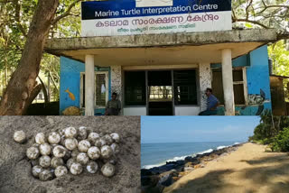 sea turtle eggs  Kolavipalam beach  Vadakara Sandbanks  Coastal Police  sea turtle eggs protection committee  Olive ridley sea turtle  കൊളാവി പാലം ബിച്ച്  കടലമാകളുടെ മുട്ടയിടല്‍ കാലം  വടകര സാൻഡ്ബാങ്ക്സ്  കൊളാവിപാലം തീരം സംരക്ഷക സമിതി  കടലാമ സംരക്ഷകര്‍  തീരം–പ്രകൃതി സംരക്ഷണ സമിതി  കടലാമമുട്ട  sea turtle eggs latest news