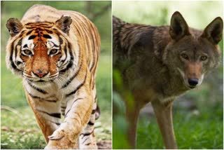 Rabies to wolves in Melghat; Crisis on tigers