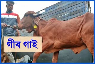 gir-cow-reach-assam-from-gujarat