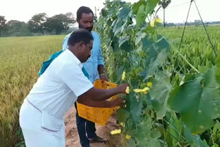 Vegetables cultivation