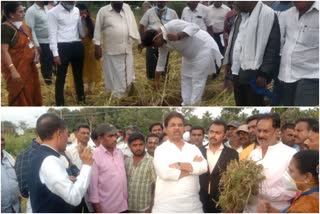 minister r ashok inspects damaged crops in tumkur